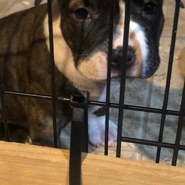 American Bully Puppies from Shooting Star Bullies