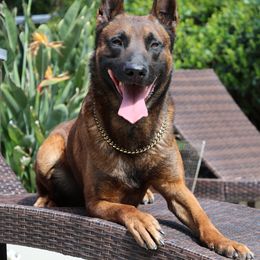 Belgian Malinois, Dutch Shepherds, and German Shepherds from Andy's Elite K9