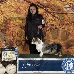 Luna - Cardigan Welsh Corgi