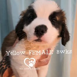 Girl 3 - White and brown female Saint Bernard puppy in Kaukauna, Wisconsin from Holtz Family Saints