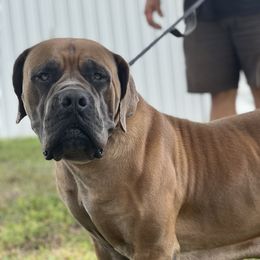 Sunni - Boerboel