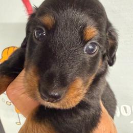 Lover Boy - Black and tan male Dachshund puppy in South Haven, Kansas from Keen's Dachshunds