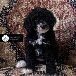 Sparkle - Parti female Poodle puppy in Lance Creek, Wyoming from CK Poodles LLC