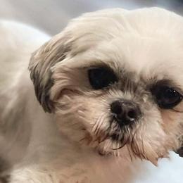 Shih Tzus from Henderson's Fur Babies