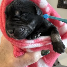 Girl 2 - Black and silver Miniature Schnauzer puppy in Bakersfield, California from Connie's Mini Schnauzer’s