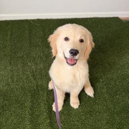 Golden Retriever puppies from Little Bitta Luck Farms