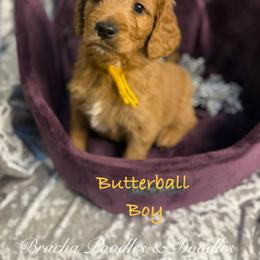 Butterball - Red  male Goldendoodle puppy in Rockville, Minnesota from Bracha Poodles & Doodles
