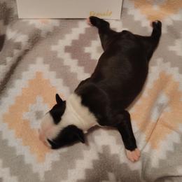 Cleo - Black and white female Boston Terrier puppy in Headland, Alabama from Crystal Carlisle's Boston Terriers