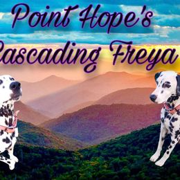 Freya - Dalmatian