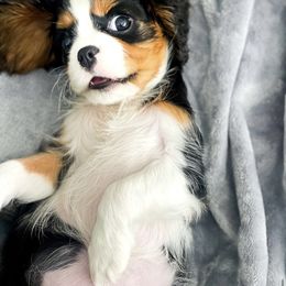 Cavalier King Charles Spaniel Puppies from Cassie’s Cavaliers