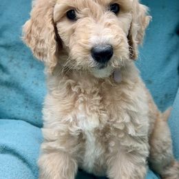Poodle Puppies from Red Bayou Kennels, LLC