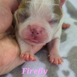 Firefly - Lilac female Boston Terrier puppy in Griffin, Georgia from Celtic Performance Bostons
