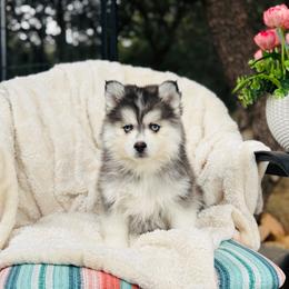 Pops - Black and white male Pomsky puppy in Yavapai County, Arizona from Pawsh Pomskies