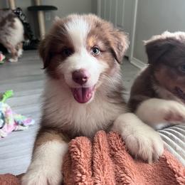 Victor (Blue) - Red tri-color male Australian Shepherd puppy in Navasota, Texas from Triple MMM Kennel