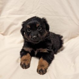 Boy 2 - Black tri Miniature Australian Shepherd puppy in Sanger, California from A&M Australian Shepherds
