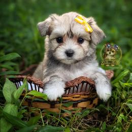 Thicket - Black and tan male Morkie puppy in Barren Springs, Virginia from Seeking Shalom Acres Maltese, Maltipoos & Havamalts