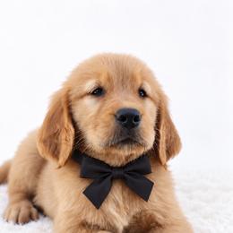 Dean - Dark golden male Golden Retriever puppy in Elmwood Park, Illinois from Goldens&MiniAussiesWithFinesse