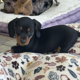 Wallie - Black and tan male Dachshund puppy in Paso Robles, California from Nicole's Dachshunds