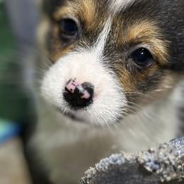 Tri Girl 2 - Black and tan female Pembroke Welsh Corgi puppy in Bay Area, California from MJ's Corgis