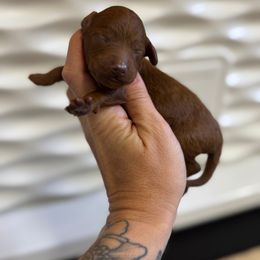 Goldendoodle Puppies from Kendall’s Kennel