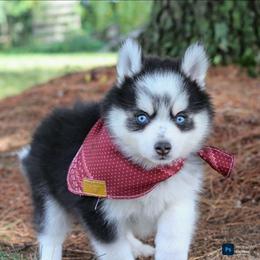 Cider - Black and white male Pomsky puppy in Bremen, Indiana from AMS Pomeranians and Pomskies in Indiana