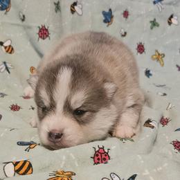 Todd - Gray and white male Pomsky puppy in Stover, Missouri from Lx2 County Line Pomskies
