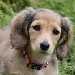 Dachshunds from DesForges Dachshunds.