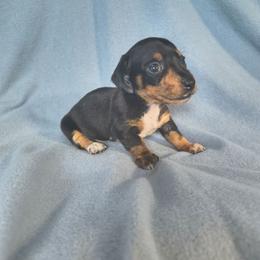 Spot - Black and tan male Dachshund puppy in Opelika, Alabama from Dachshund Darlins