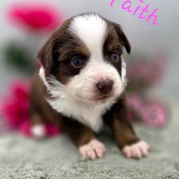 FAITH - Red tri female Toy Australian Shepherd puppy in Viking, Minnesota from Son Shine Farm