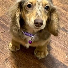 Dachshund Puppies from Sugar Creek Mini Doxies