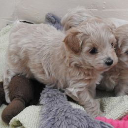 Maltipoo Puppies from Hearthside Meadow