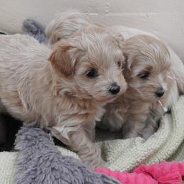 Maltipoo Puppies from Hearthside Meadow