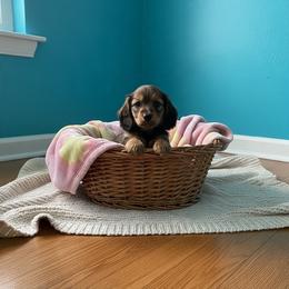 Frankie- girl 2 - Cream female Dachshund puppy in Wolf Lake, Indiana from Canisteo Dachshunds