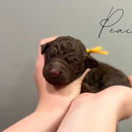 Assorted Doodle Crosses and Newfoundland Puppies from Bluegrass Newfypoos