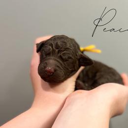 Assorted Doodle Crosses and Newfoundland Puppies from Bluegrass Newfypoos