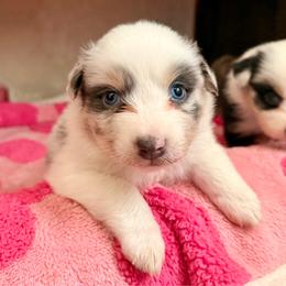 Silver - Dilute blue male Australian Shepherd puppy in Iola, Texas from MK Aussies