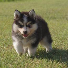 Trolli - Black and white male Pomsky puppy in Krum, Texas from Paw-Some Pomskies
