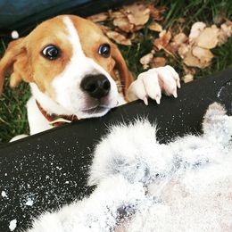 Violet - Beagle