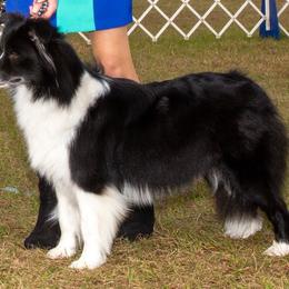 Angel - Border Collie