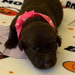 Marina - Chocolate female Labrador Retriever puppy in Ft. Myers/Naples, Florida from Tiny Hiney Farm Labradors