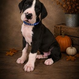 Puppy 3 - Mantle male Great Dane puppy in Ocala, Florida from Oak Haven Great Danes