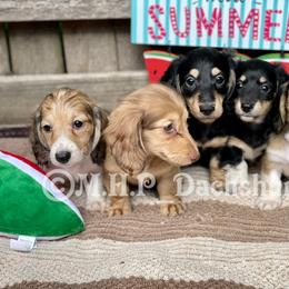 Dachshund Puppies from M.H.P Dachshunds