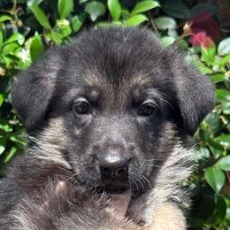 Pink Collar Puppy 6 - Black and red female German Shepherd puppy in Central Florida, Florida from Vom Furstenhund