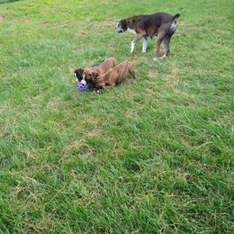 Boxer Puppies from Balltown Boxers