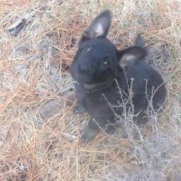 German Shepherd Puppies from Angelwings K9