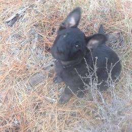 German Shepherd Puppies from Angelwings K9
