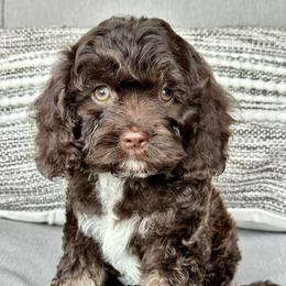 Black collar boy - Brown and tan male Cockapoo puppy in Oologah, Oklahoma from Timber Hills Poodles and Doodles