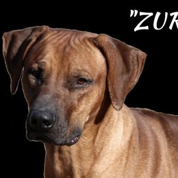 Zuri - Rhodesian Ridgeback
