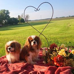 Buddy - Cavalier King Charles Spaniel