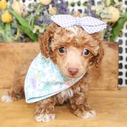 Rosie - Red  female Poodle puppy in Hugo, Oklahoma from Ann R.